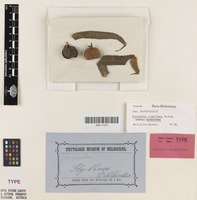 Isotype of Harpullia angustifolia Radlk. [family SAPINDACEAE]