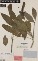 Isotype of Streptostigma viridiflorum Thwaites [family SAPINDACEAE]