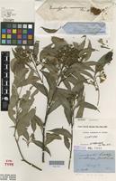 Syntype of Eucalyptus microcorys F.Muell. [family MYRTACEAE]