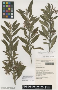 Holotype of Grevillea monslacana Molyneux & Stajsic [family PROTEACEAE]