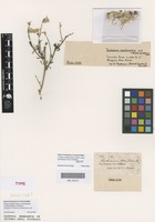Holotype of Trichinium semilanatum Lindl. [family AMARANTHACEAE]