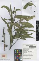 Holotype of Eucalyptus goniocalyx Rule subsp. fallax [family MYRTACEAE]