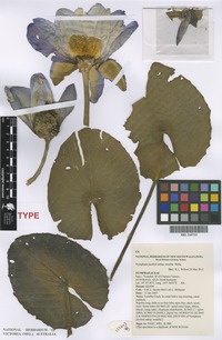 Isotype of Nymphaea jacobsii Hellq. subsp. toomba [family NYMPHAEACEAE]