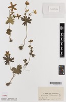 Type of Anemone tschernaewii Regel [family RANUNCULACEAE]