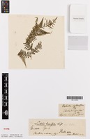 Type of Lonchitis tenuifolia G.Forst. [family LONCHITIDACEAE]