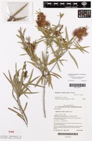 Isotype of Melaleuca montis-zamia Craven [family MYRTACEAE]