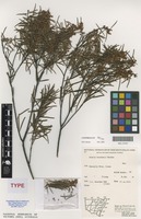 Isotype of Acacia boormanii Maiden [family FABACEAE]