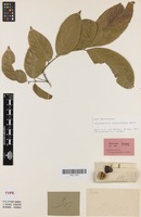 Isotype of Lepidopetalum subdichotomum Radlk. [family SANTALACEAE]