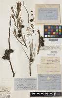 Lectotype of Frenela endlicheri Parl. [family PINACEAE]