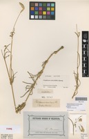 Isotype of Philoxerus conicus R.Br. [family AMARANTHACEAE]
