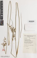 Isotype of Juncus continuus L.A.S.Johnson [family JUNCACEAE]
