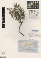 Syntype of Salicornia arbuscula R.Br. [family AMARANTHACEAE]