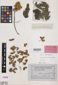 Isotype of Harpullia divaricata Radlk. [family SAPINDACEAE]