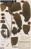 Isotype of Harpullia crustacea Radlk. [family SAPINDACEAE]