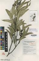 Isotype of Eucalyptus phenax Brooker & Slee [family MYRTACEAE]