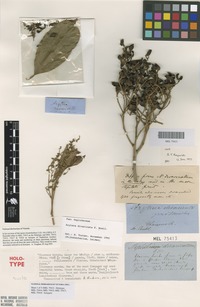 Holotype of Nephelium beckleri Benth. [family SAPINDACEAE]