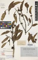 Syntype of Eucalyptus dumosa R.Br. ex Benth. var. conglobata [family MYRTACEAE]