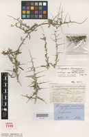 Lectotype of Rhagodia nitrariacea F.Muell. [family AMARANTHACEAE]