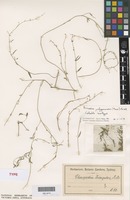 Isotype of Chenopodium triangulare Murr. var. polygonoides [family AMARANTHACEAE]