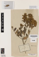 Type of Eugenia franciscensis O.Berg [family MYRTACEAE]