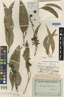 Lectotype of Eucalyptus muelleriana A.W.Howitt [family MYRTACEAE]