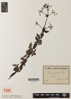 Type of Kadua foliosa Hillebr. [family RUBIACEAE]
