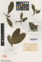 Isotype of Pavetta muelleri Bremek. [family RUBIACEAE]