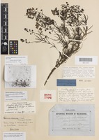 Lectotype of Veronica decorosa F.Muell. [family PLANTAGINACEAE]