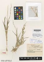 Isotype of Eriochloa longiflora S.T.Blake [family POACEAE]
