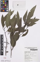 Holotype of Eucalyptus bunyip Rule [family MYRTACEAE]