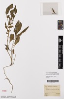 Isotype of Solanum tenue Sendtn. [family SOLANACEAE]
