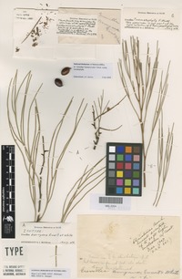 Isotype of Grevillea berryana Ewart & Jean White [family PROTEACEAE]