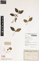 Type of Nototrichium humile Hillebr. [family AMARANTHACEAE]