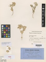 Isotype of Gomphrena maitlandii F.Muell. [family AMARANTHACEAE]
