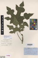 Lectotype of Brachychiton luridus C.Moore ex F.Muell. [family MALVACEAE]