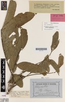 Isotype of Harpullia angustifolia Radlk. [family SAPINDACEAE]