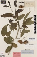 Isotype of Streptostigma viridiflorum Thwaites [family SAPINDACEAE]