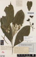 Isotype of Harpullia oococca Radlk. [family SAPINDACEAE]
