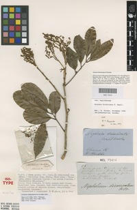 Isotype of Nephelium beckleri Benth. [family SAPINDACEAE]