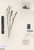 Isolectotype of Eremophila pantonii F.Muell. [family SCROPHULARIACEAE]