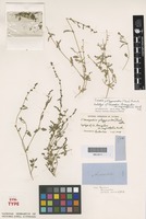 Lectotype of Chenopodium triangulare Benth. var. angustifolium [family AMARANTHACEAE]