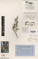 Holotype of Hemichroa mesembryanthema F.Muell. [family AMARANTHACEAE]