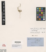 Isolectotype of Dysphania plantaginella F.Muell. [family AMARANTHACEAE]