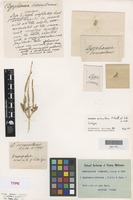 Isotype of Dysphania simulans F.Muell. & Tate ex Tate [family AMARANTHACEAE]