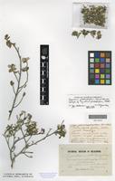 Syntype of Trymalium phlebophyllum F.Muell. [family RHAMNACEAE]