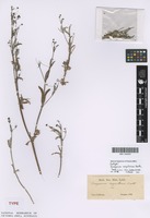 Isotype of Eriogonum angulosum Benth. [family POLYGONACEAE]