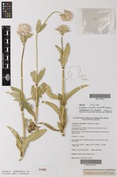 Isotype of Gomphrena splendida R.L.Barrett & J.Palmer [family AMARANTHACEAE]