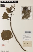 Isotype of Montagnaea excelsa Ernst [family ASTERACEAE]