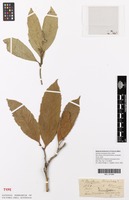 Isosyntype of Xylosma monospora Harv. [family SALICACEAE]