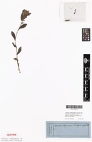 Isotype of Lithospermum zollingeri A.DC. [family BORAGINACEAE]